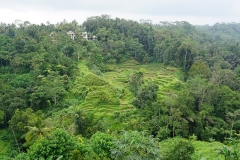 Bali Pulina, coffee plantation, Bali