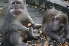 Ubud, Monkey Forest, Bali