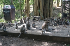 Ubud, Monkey Forest, Bali