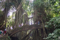 Ubud, Monkey Forest, Bali
